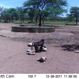 Chacma Baboon Trail Camera Namibia