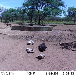 Chacma Baboon Trail Camera Namibia