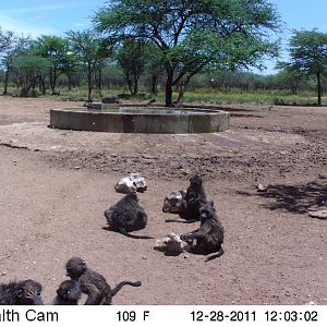 Chacma Baboon Trail Camera Namibia