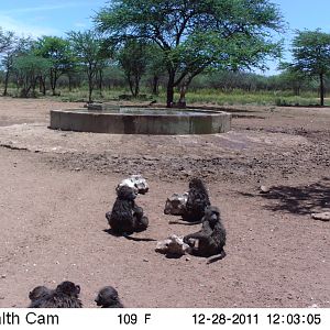 Chacma Baboon Trail Camera Namibia