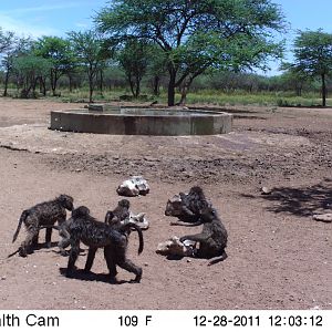 Chacma Baboon Trail Camera Namibia