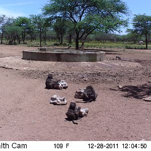 Chacma Baboon Trail Camera Namibia