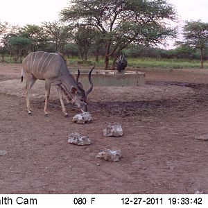 Trail Camera Namibia