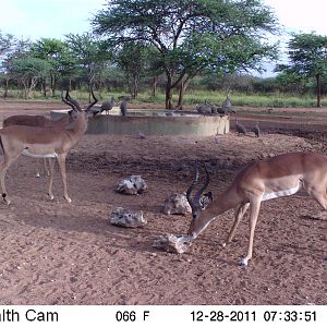 Trail Camera Namibia