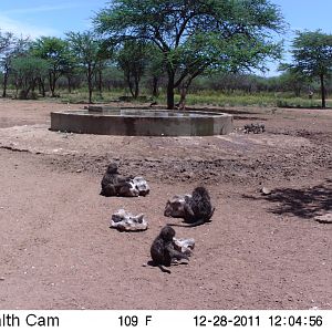 Chacma Baboon Trail Camera Namibia