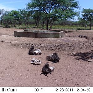 Chacma Baboon Trail Camera Namibia