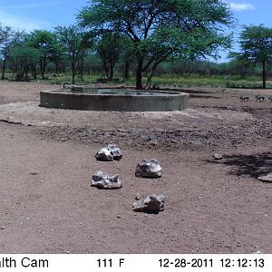 Chacma Baboon Trail Camera Namibia