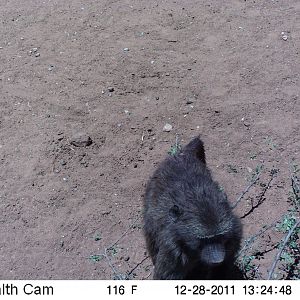 Chacma Baboon Trail Camera Namibia