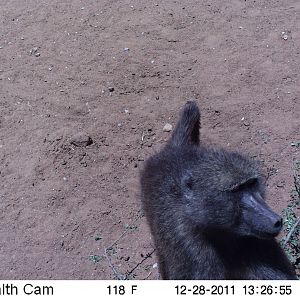 Chacma Baboon Trail Camera Namibia