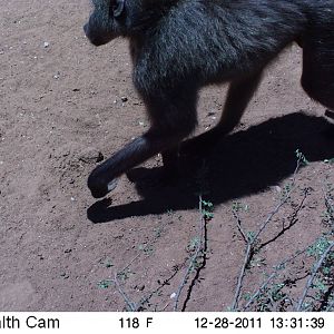 Chacma Baboon Trail Camera Namibia