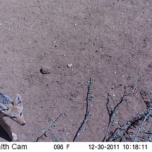 Blackibacked Jackal Trail Camera Namibia