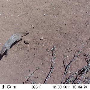 Banded Mongoose Trail Camera Namibia