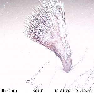 Porcupine Trail Camera Namibia