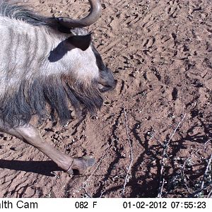 Trail Camera Namibia