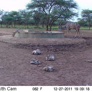 Greater Kudu Trail Camera Namibia