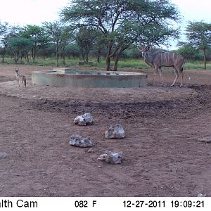 Trail Camera Namibia