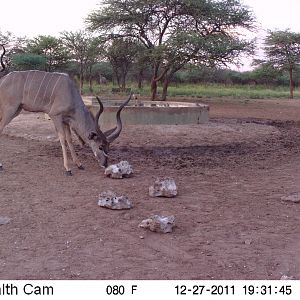 Greater Kudu Trail Camera Namibia