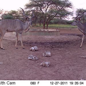 Greater Kudu Trail Camera Namibia