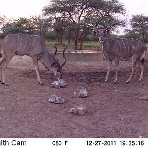 Greater Kudu Trail Camera Namibia