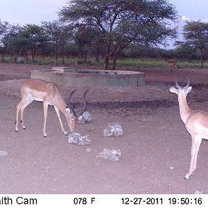 Trail Camera Namibia