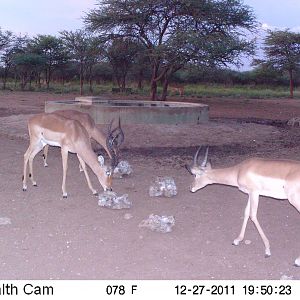 Trail Camera Namibia