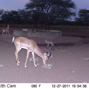 Trail Camera Namibia