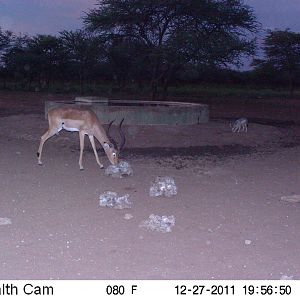 Trail Camera Namibia