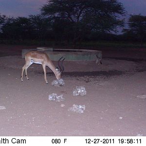 Trail Camera Namibia