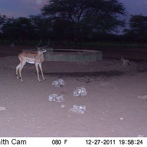 Trail Camera Namibia