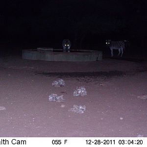 Zebra Trail Camera Namibia