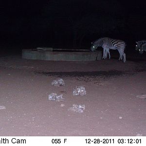 Zebra Trail Camera Namibia