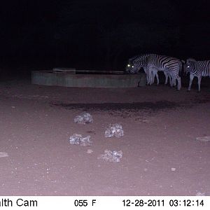 Zebra Trail Camera Namibia