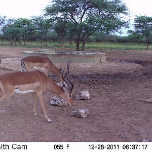 Trail Camera Namibia