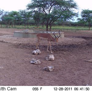 Trail Camera Namibia