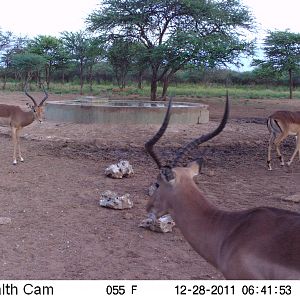 Trail Camera Namibia