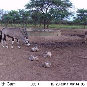 Trail Camera Namibia