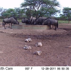 Trail Camera Namibia