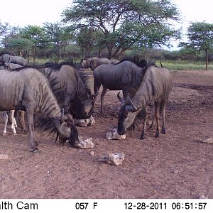 Trail Camera Namibia