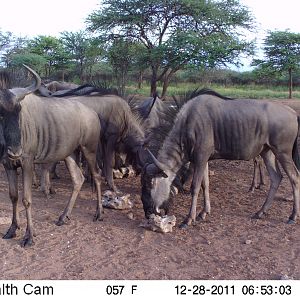 Trail Camera Namibia