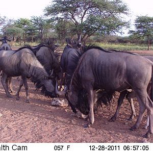 Trail Camera Namibia