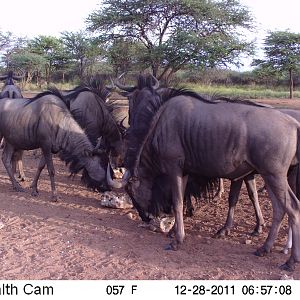 Trail Camera Namibia