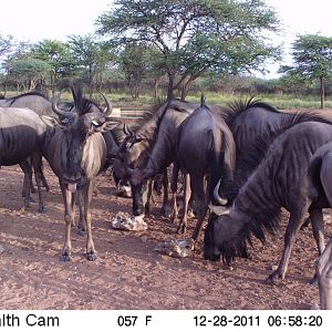 Trail Camera Namibia