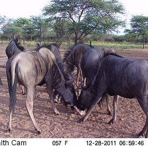 Trail Camera Namibia