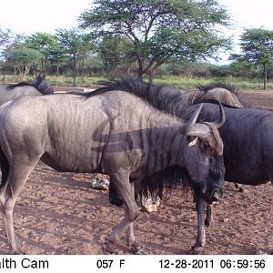 Trail Camera Namibia