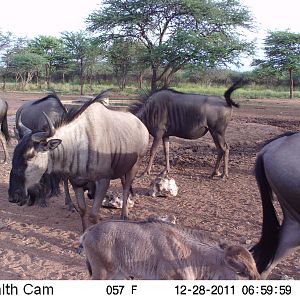 Trail Camera Namibia