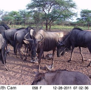 Trail Camera Namibia