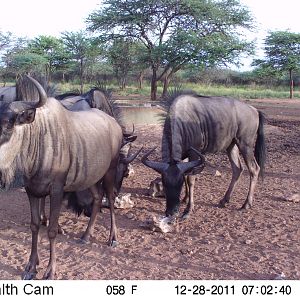 Trail Camera Namibia