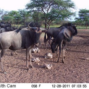 Trail Camera Namibia