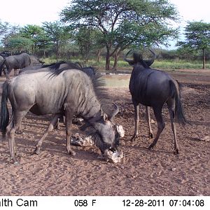 Trail Camera Namibia