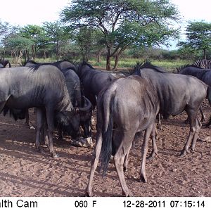 Trail Camera Namibia